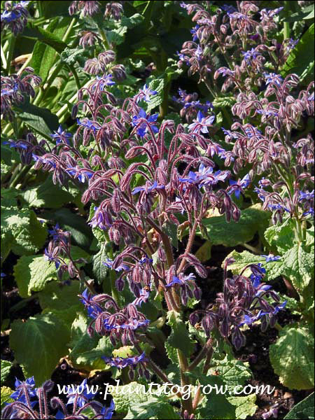 The true blue color of the flowers works nicely with the reddish peduncles and underside of the calyx.
